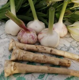 Horseradish and garlic against lambel