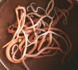 Intestinal parasites
