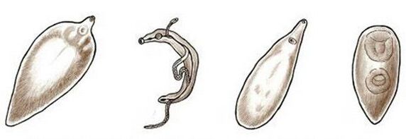 Parasites in the human body
