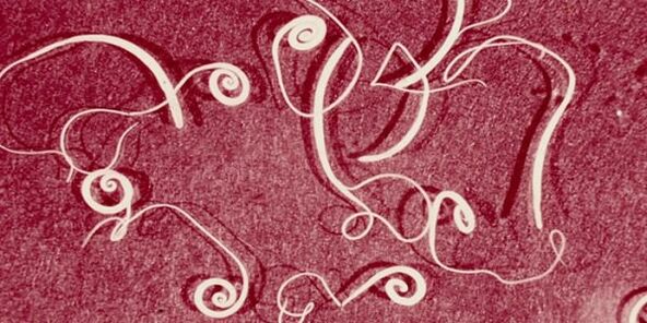 Image of human parasites