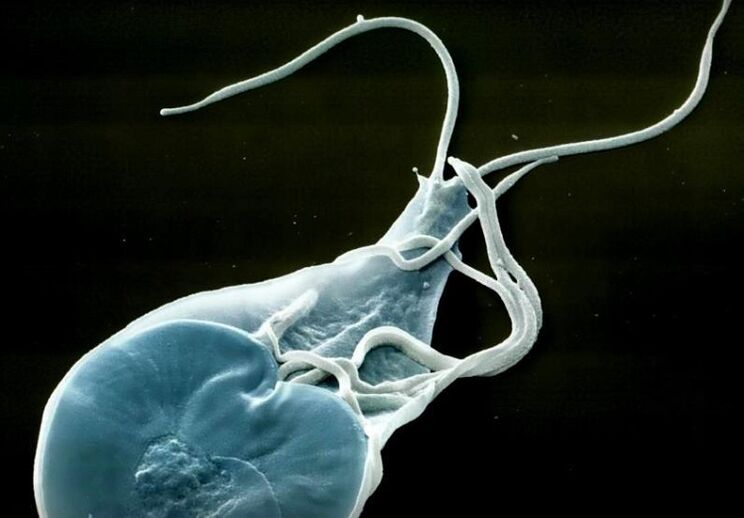 Intestinal lamblia in humans